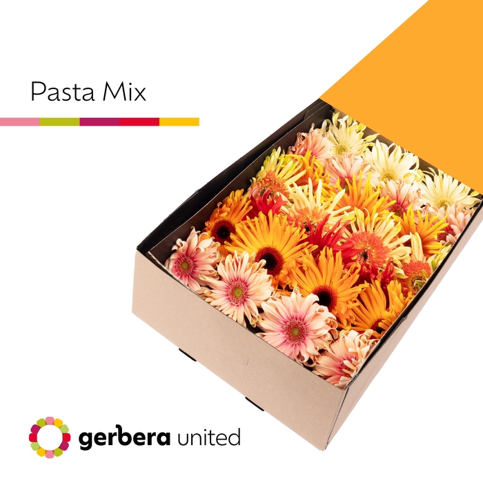 <h4>Gerbera Pasta Mix Doos</h4>