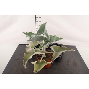 Kalanchoe. 17 Cm. P. Beharensis