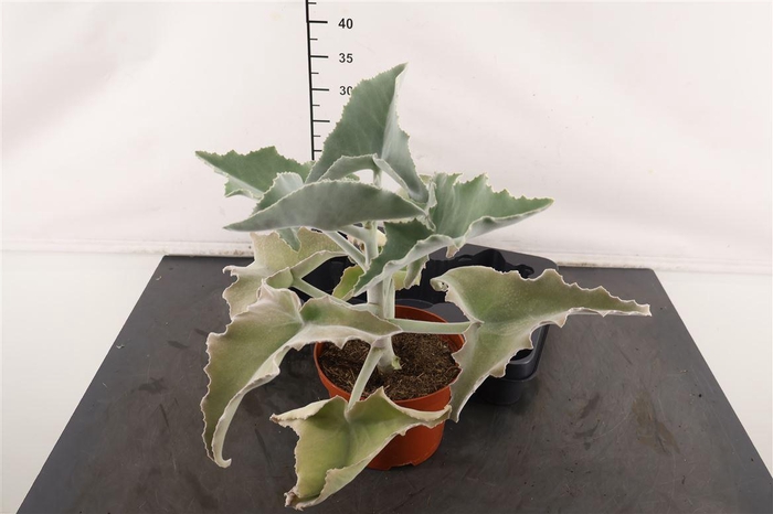 <h4>Kalanchoe. 17 Cm. P. Beharensis</h4>