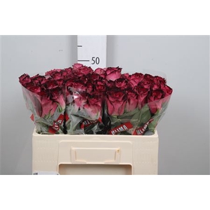 R Gr Scarlet Ruby