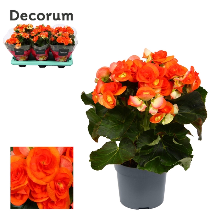 <h4>Begonia ''reina'' oranje 13 cm Decorum</h4>