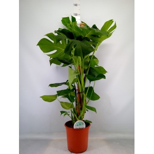 Monstera delic.