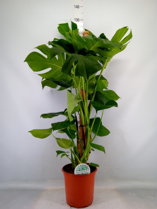 <h4>Monstera delic.</h4>