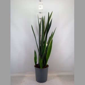Sansevieria   ...