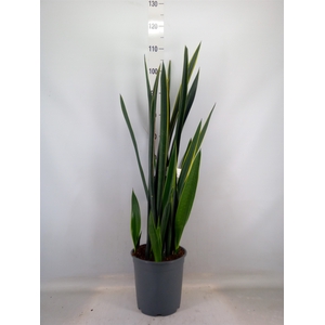 Sansevieria   ...