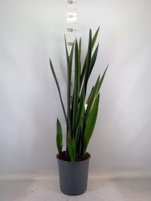 <h4>Sansevieria   ...</h4>