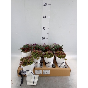 Arr.   Kamerplant Groen L%