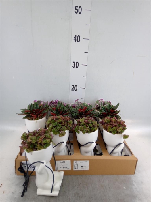 <h4>Arr.   Kamerplant Groen L%</h4>
