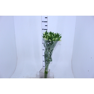 ALSTROEMERIA AVALANGE 080 CM