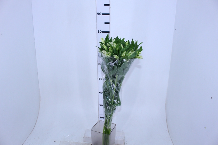 ALSTROEMERIA AVALANGE 080 CM