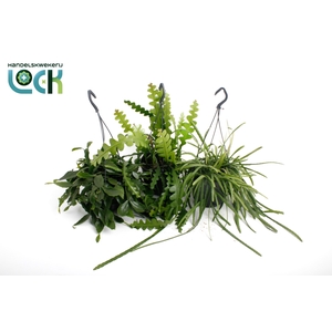 RHIPSALIS OV