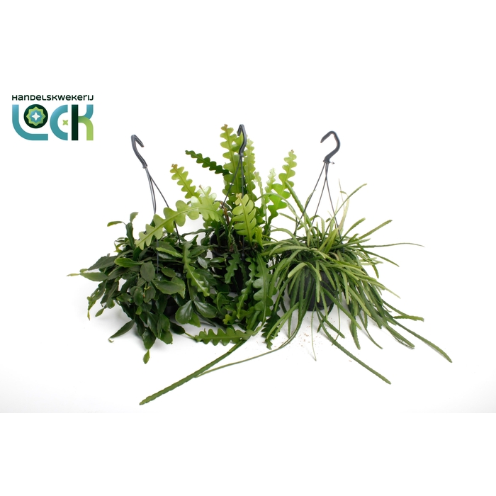 <h4>RHIPSALIS OV</h4>