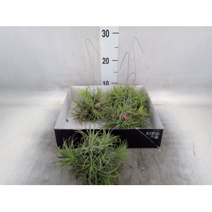 Tillandsia
