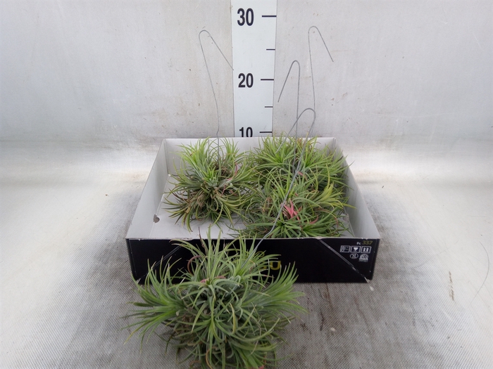 <h4>Tillandsia</h4>
