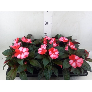 Impatiens NG 'ColPow Coral Flame'