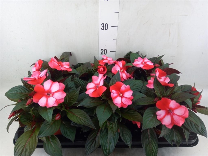 <h4>Impatiens NG 'ColPow Coral Flame'</h4>