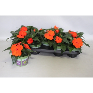 Impatiens N.G. ClockWork Orange