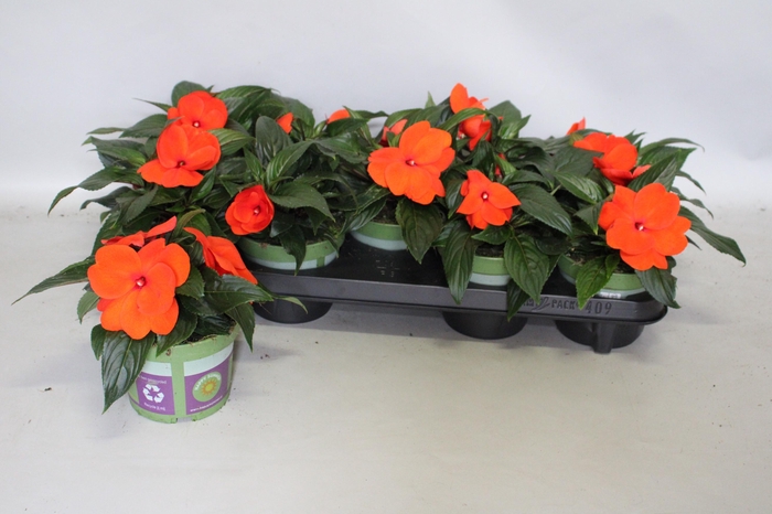 <h4>Impatiens N.G. ClockWork Orange</h4>