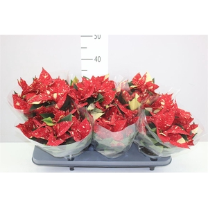 Euphorbia P Superba Glit 5-6