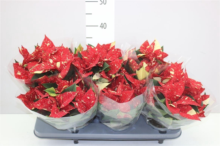 <h4>Euphorbia P Superba Glit 5-6</h4>