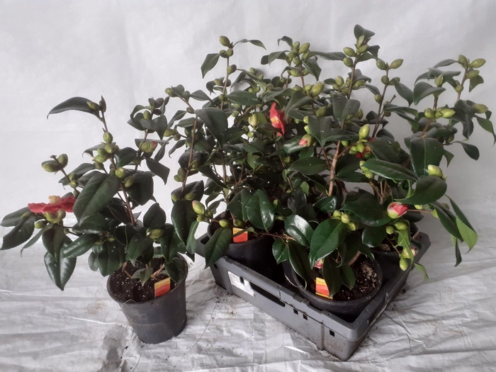 <h4>CAME JAPONICA</h4>