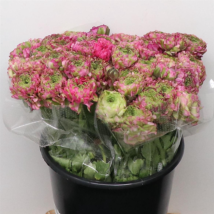 <h4>Ran Ponpon Malva Lila Extra</h4>