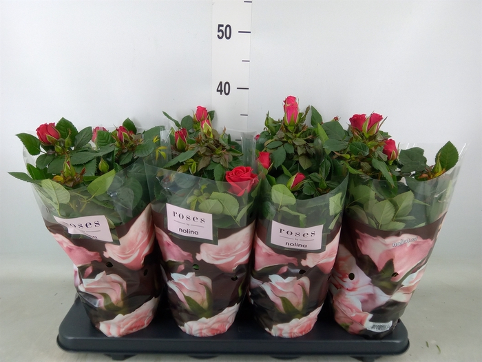 <h4>Rosa  'Patio-Hit'   ...</h4>