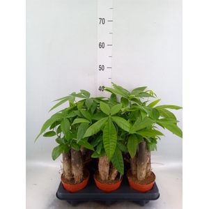 Pachira aquatica