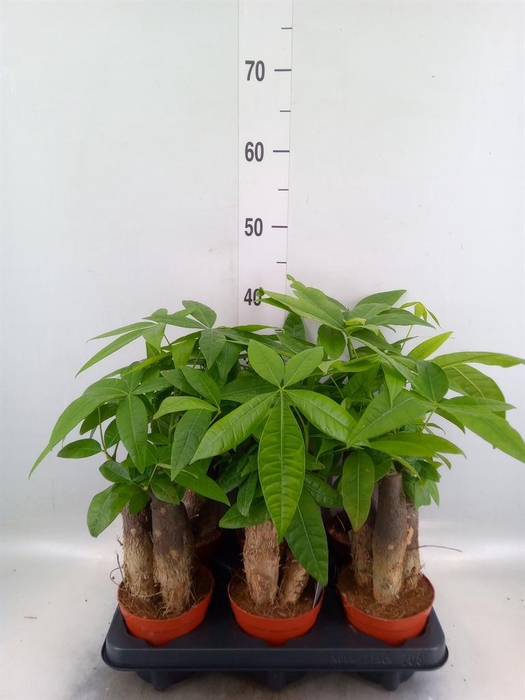 <h4>Pachira aquatica</h4>