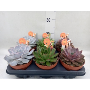 Echeveria   ...mix