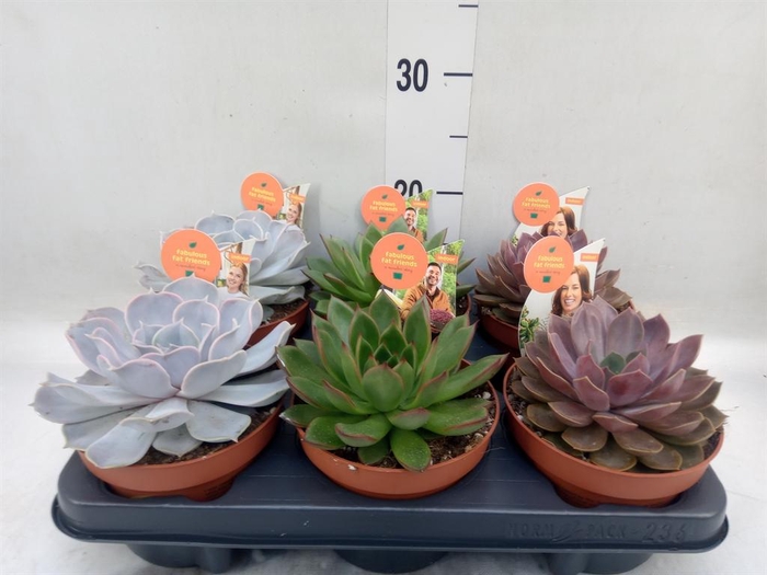 <h4>Echeveria   ...mix</h4>