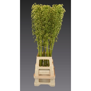 EUCOMIS GOLIATH