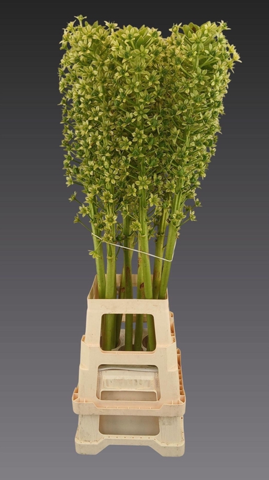 <h4>EUCOMIS GOLIATH</h4>