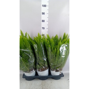 Nephrolepis exal. 'Sonata'