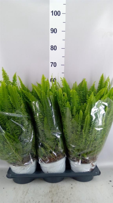<h4>Nephrolepis exal. 'Sonata'</h4>