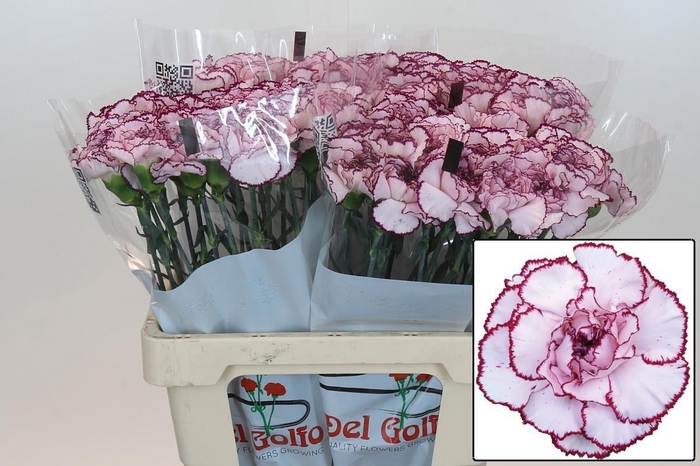 <h4>DI ST MUDAH</h4>