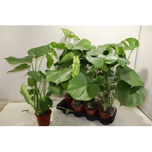 Monstera Deliciosa
