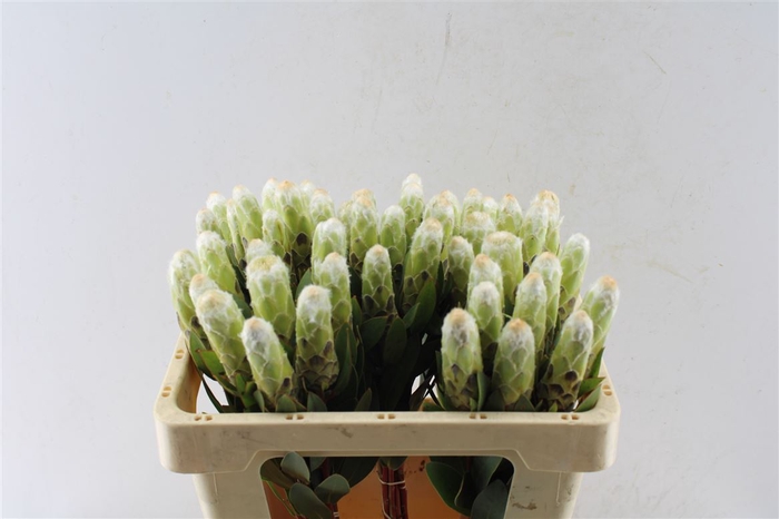 <h4>Protea Mundi</h4>