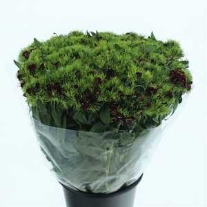 Di Barb Burgundy Super