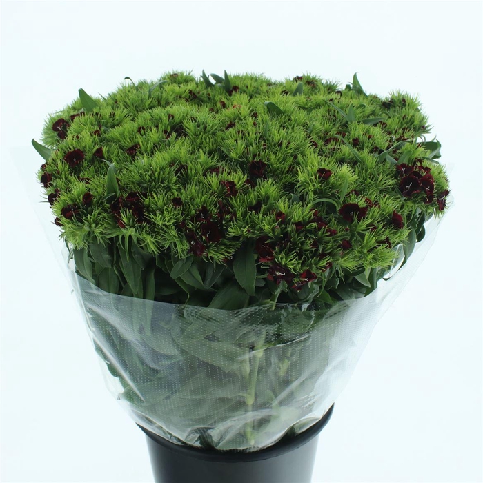 <h4>Di Barb Burgundy Super</h4>