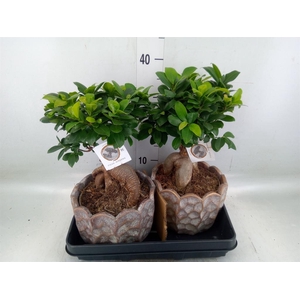 Ficus microcarpa 'Ginseng'
