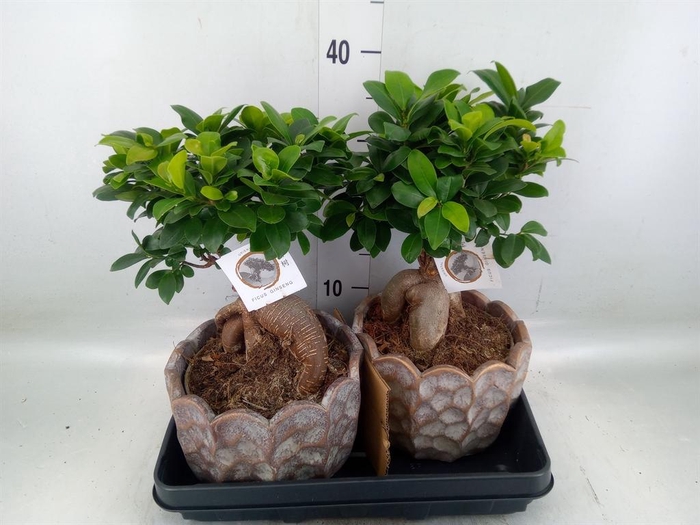 <h4>Ficus microcarpa 'Ginseng'</h4>