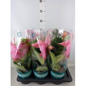 Medinilla magn. 'Flamenco'