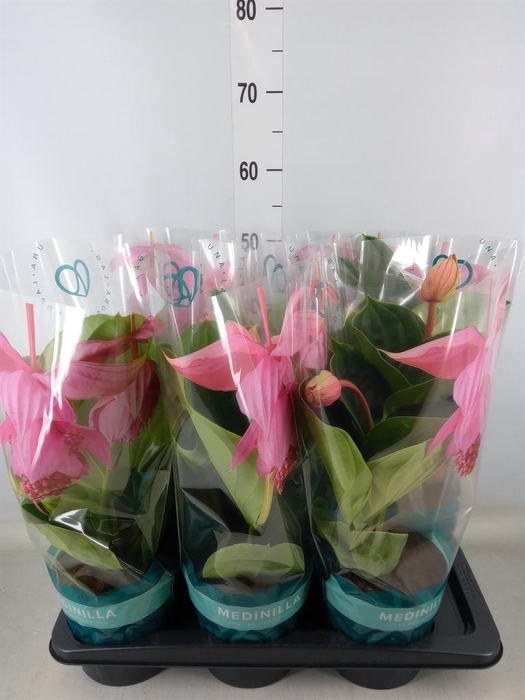 <h4>Medinilla magn. 'Flamenco'</h4>