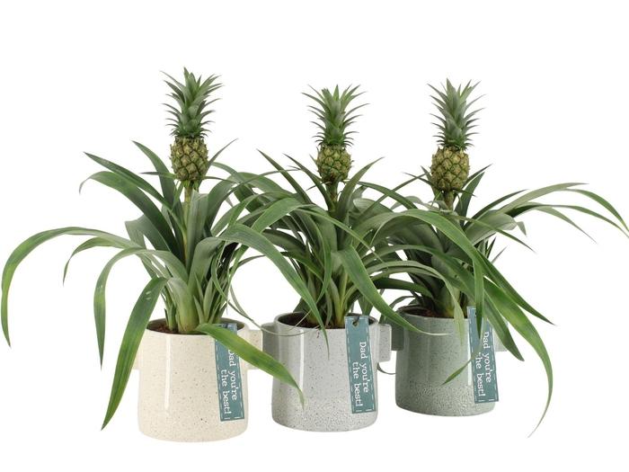 <h4>21775: Solutionss Father's day Ananas Mi Amigo</h4>