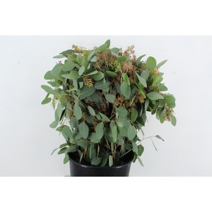 EUC POPULUS BERRY 300GR