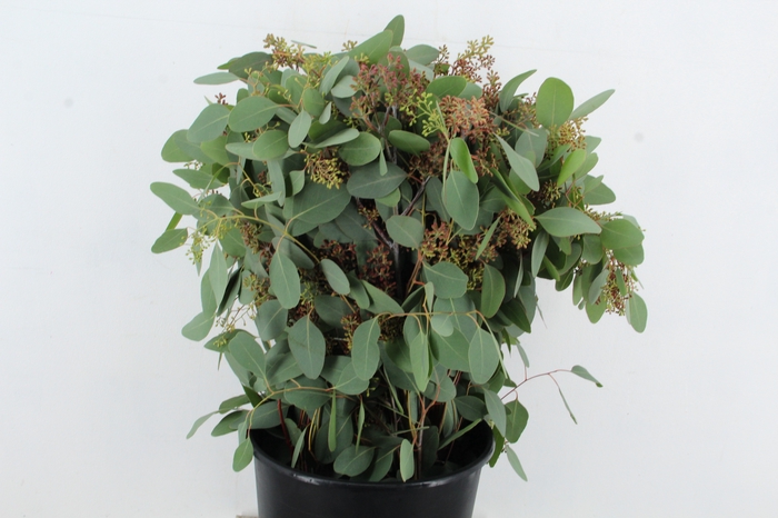 EUC POPULUS BERRY 300GR
