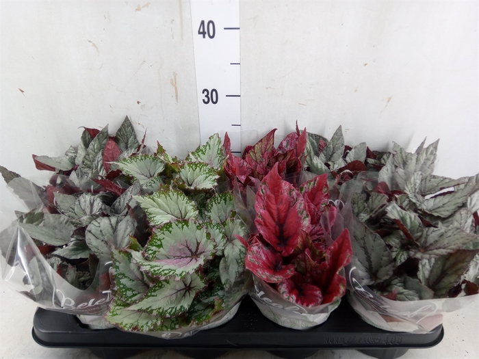 <h4>Begonia BD 'Beleaf'   ...mix</h4>