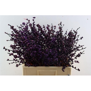 Ilex Klbh Aubergine Stem