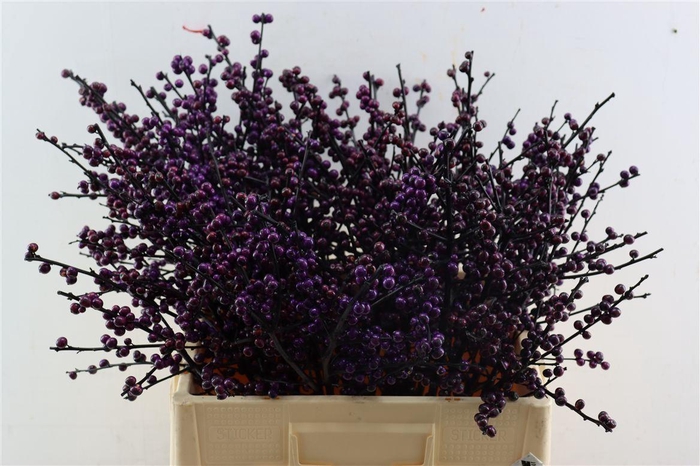 <h4>Ilex Klbh Aubergine Stem</h4>
